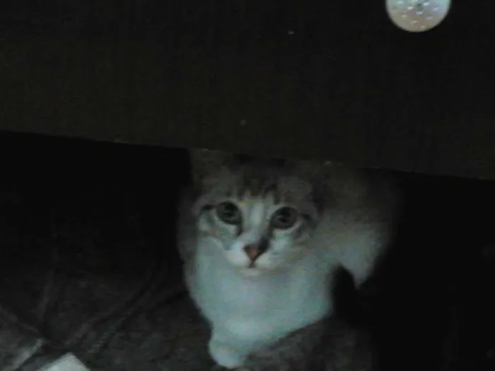 Gato ra a vira lata idade 7 a 11 meses nome Brisa, Tigresa e Pa