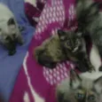 Brisa, Tigresa e Pa