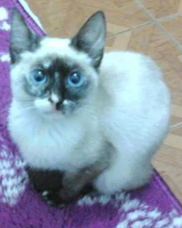 Gato ra a vira lata idade 7 a 11 meses nome Brisa, Tigresa e Pa