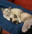 Brisa, Tigresa e Pa