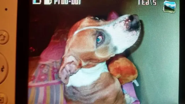 Cachorro ra a mistico Pitt bull  idade 3 anos nome Rambo