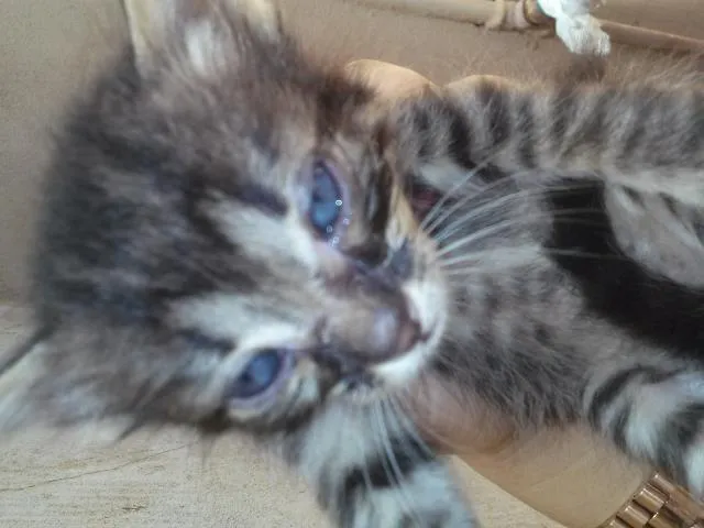 Gato ra a idade Abaixo de 2 meses nome Mercedes