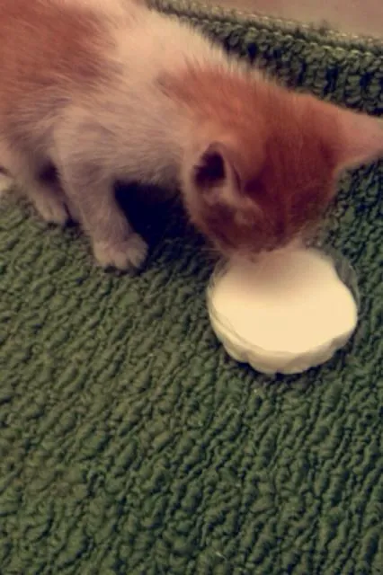Gato ra a vira lata idade Abaixo de 2 meses nome Elizabeth