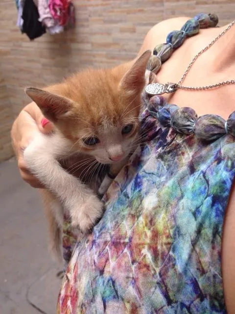 Gato ra a vira lata idade Abaixo de 2 meses nome Elizabeth