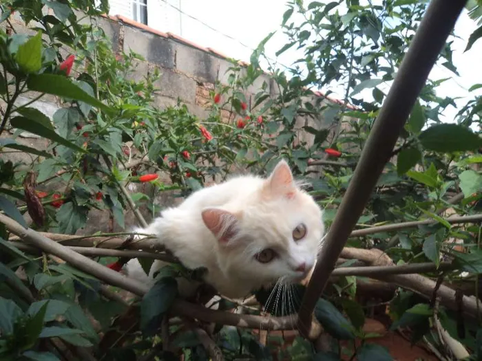 Gato ra a Angorá idade 7 a 11 meses nome Dáfine