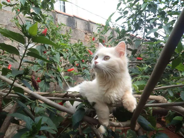 Gato ra a Angorá idade 7 a 11 meses nome Dáfine