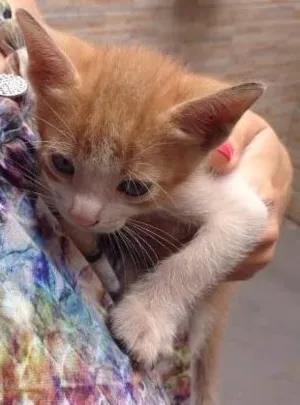 Gato raça vira lata idade Abaixo de 2 meses nome Elizabeth