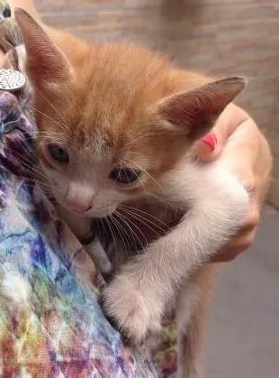Gato ra a vira lata idade Abaixo de 2 meses nome Elizabeth