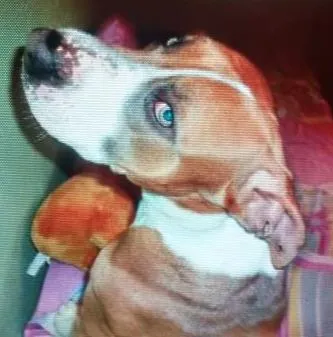 Cachorro ra a mistico Pitt bull  idade 3 anos nome Rambo