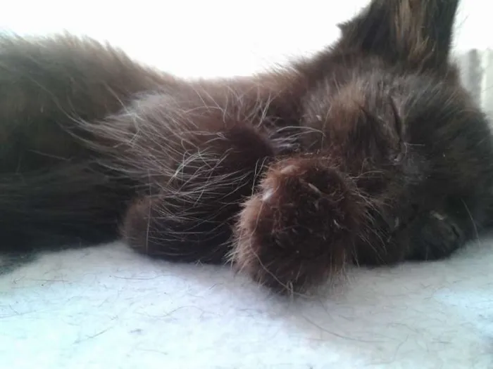 Gato ra a ND idade Abaixo de 2 meses nome Fred/Frida