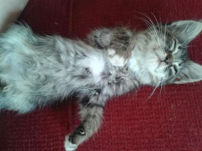 Gato ra a ND idade Abaixo de 2 meses nome Fred/Frida