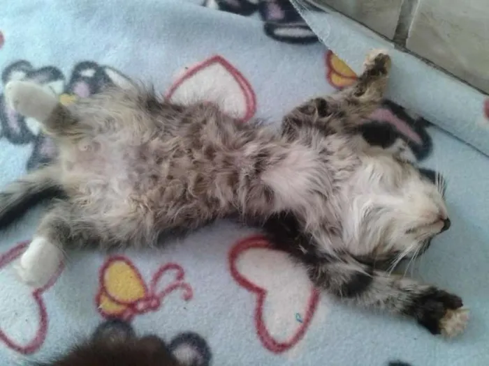 Gato ra a ND idade Abaixo de 2 meses nome Fred/Frida