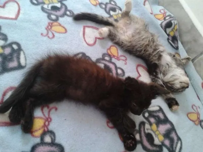 Gato ra a ND idade Abaixo de 2 meses nome Fred/Frida