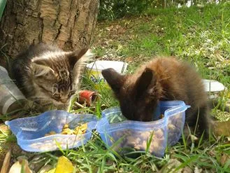 Gato ra a ND idade Abaixo de 2 meses nome Fred/Frida
