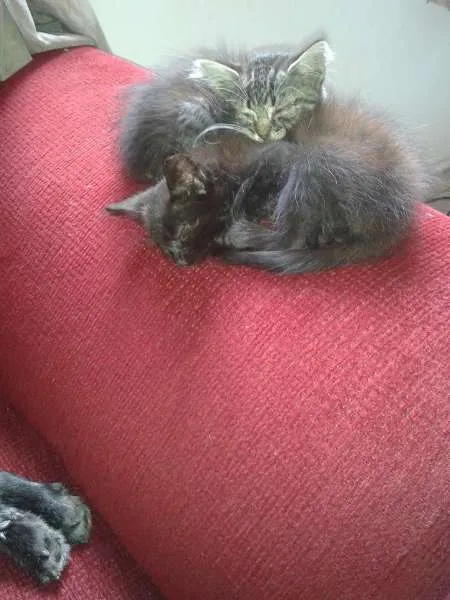Gato ra a ND idade Abaixo de 2 meses nome Fred/Frida