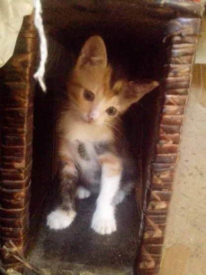 Gato raça não definida idade 2 a 6 meses nome Pirata, Nina e Bob