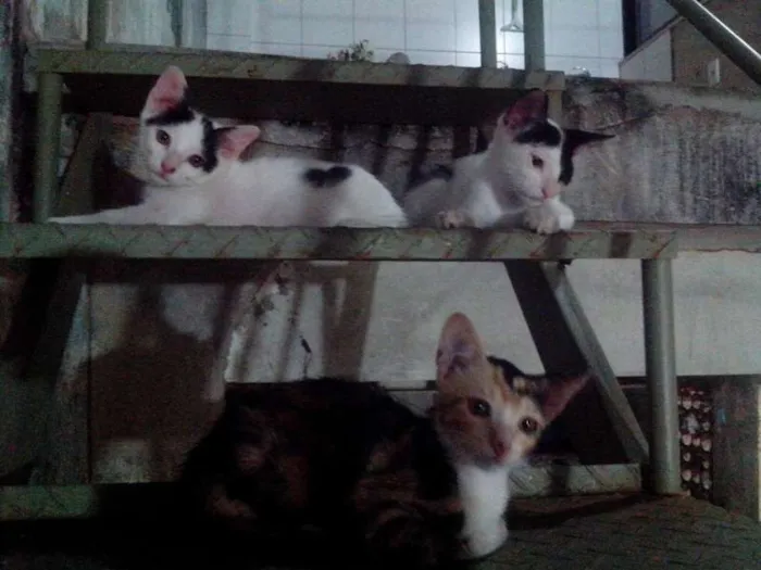 Gato raça não definida idade 2 a 6 meses nome Pirata, Nina e Bob