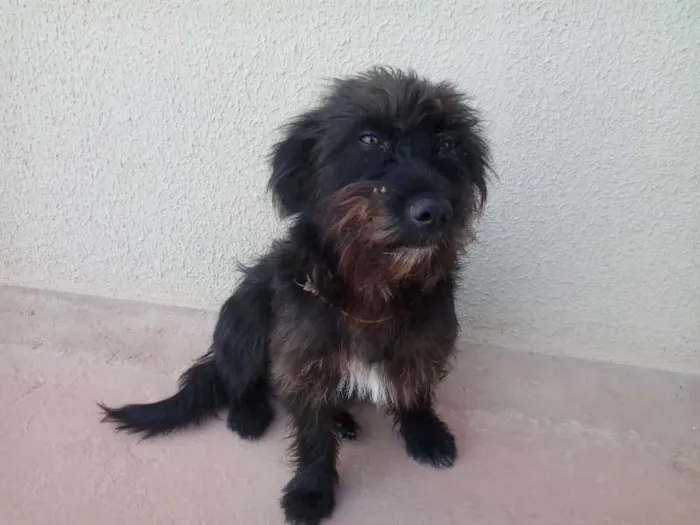 Cachorro ra a Vira Lata idade 2 anos nome Peludinho