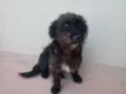 Peludinho