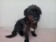 Peludinho
