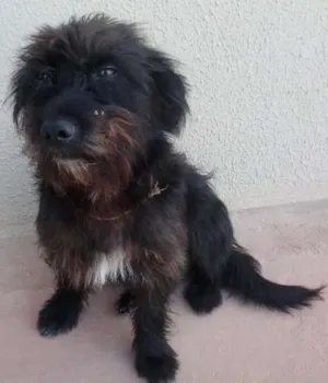 Cachorro raça Vira Lata idade 2 anos nome Peludinho