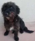 Peludinho