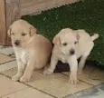 Mel, Tigre e Punk