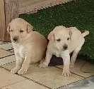 Cachorro raça viralata idade Abaixo de 2 meses nome Mel, Tigre e Punk