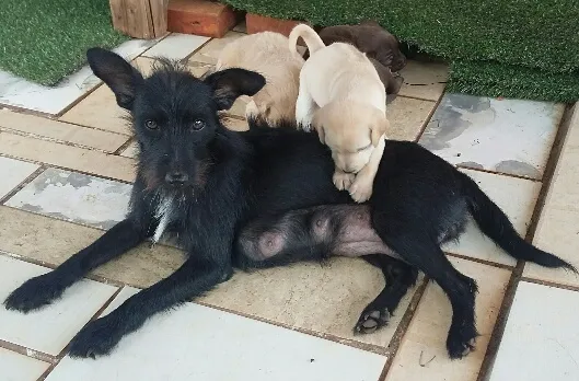 Cachorro raça viralata idade Abaixo de 2 meses nome Mel, Tigre e Punk