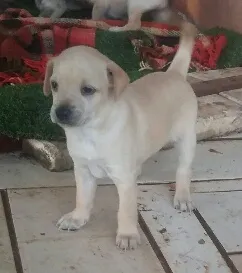 Cachorro raça viralata idade Abaixo de 2 meses nome Mel, Tigre e Punk