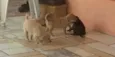 Mel, Tigre e Punk