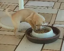 Cachorro raça viralata idade Abaixo de 2 meses nome Mel, Tigre e Punk