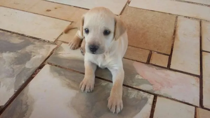 Cachorro raça viralata idade Abaixo de 2 meses nome Mel, Tigre e Punk
