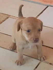 Cachorro raça viralata idade Abaixo de 2 meses nome Mel, Tigre e Punk