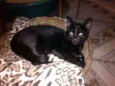 Gatinho Simpático