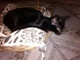 Gatinho Simpático