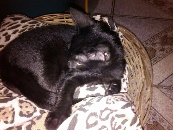 Gato ra a SRD idade 2 a 6 meses nome Gatinho Simpático