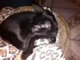 Gatinho Simpático