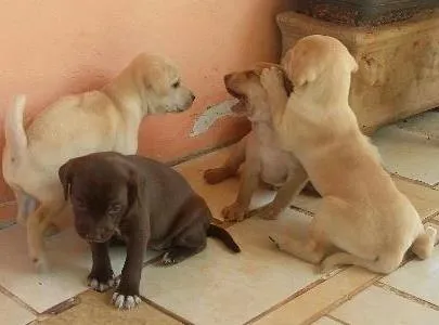 Cachorro raça viralata idade Abaixo de 2 meses nome Mel, Tigre e Punk