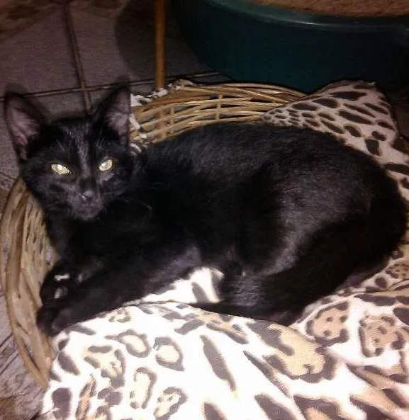 Gato ra a SRD idade 2 a 6 meses nome Gatinho Simpático