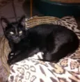 Gatinho Simpático