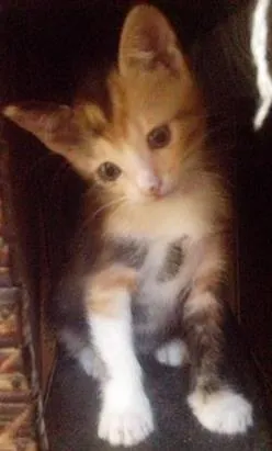 Gato raça não definida idade 2 a 6 meses nome Pirata, Nina e Bob