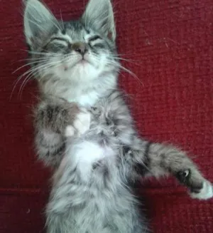 Gato raça ND idade Abaixo de 2 meses nome Fred/Frida