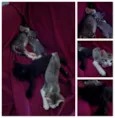 4 filhotes
