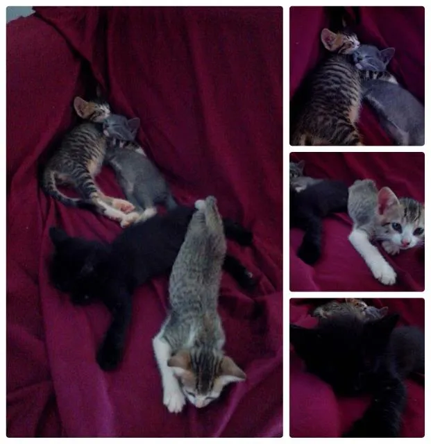 Gato ra a  idade 2 a 6 meses nome 4 filhotes