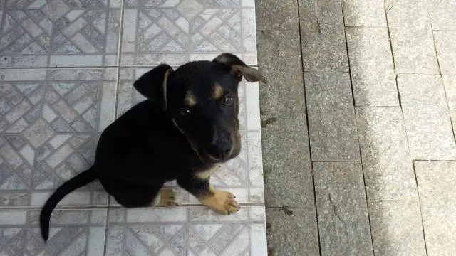 Cachorro ra a viralata idade 2 a 6 meses nome Thobias