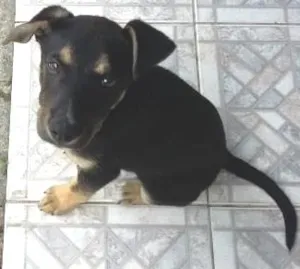 Cachorro raça viralata idade 2 a 6 meses nome Thobias
