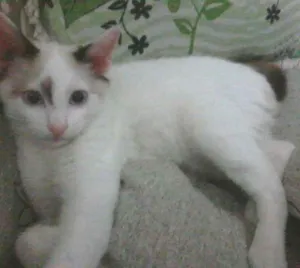 Gato raça SRD idade 2 a 6 meses nome nene