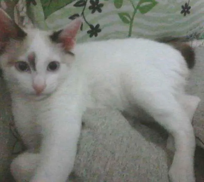 Gato ra a SRD idade 2 a 6 meses nome nene