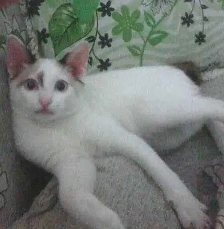 Gato ra a SRD idade 2 a 6 meses nome nene